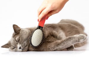 Verzorging en voeding van katten bij In2Cat