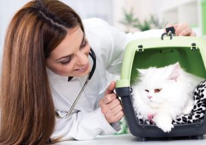 Dierenarts In2Cats