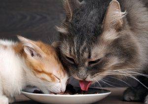Samen eten In2Cats