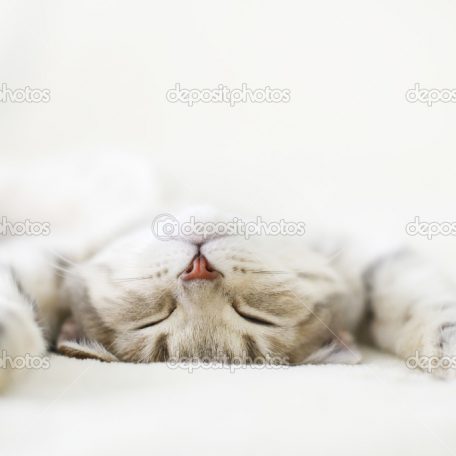Sleeping cat. Scottish Straight cat