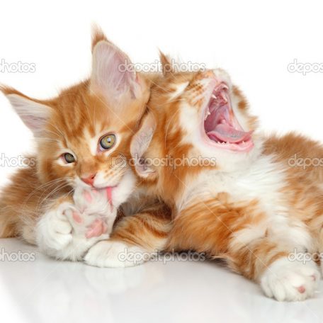 Maine Coon kittens playing. Portrait on a white background