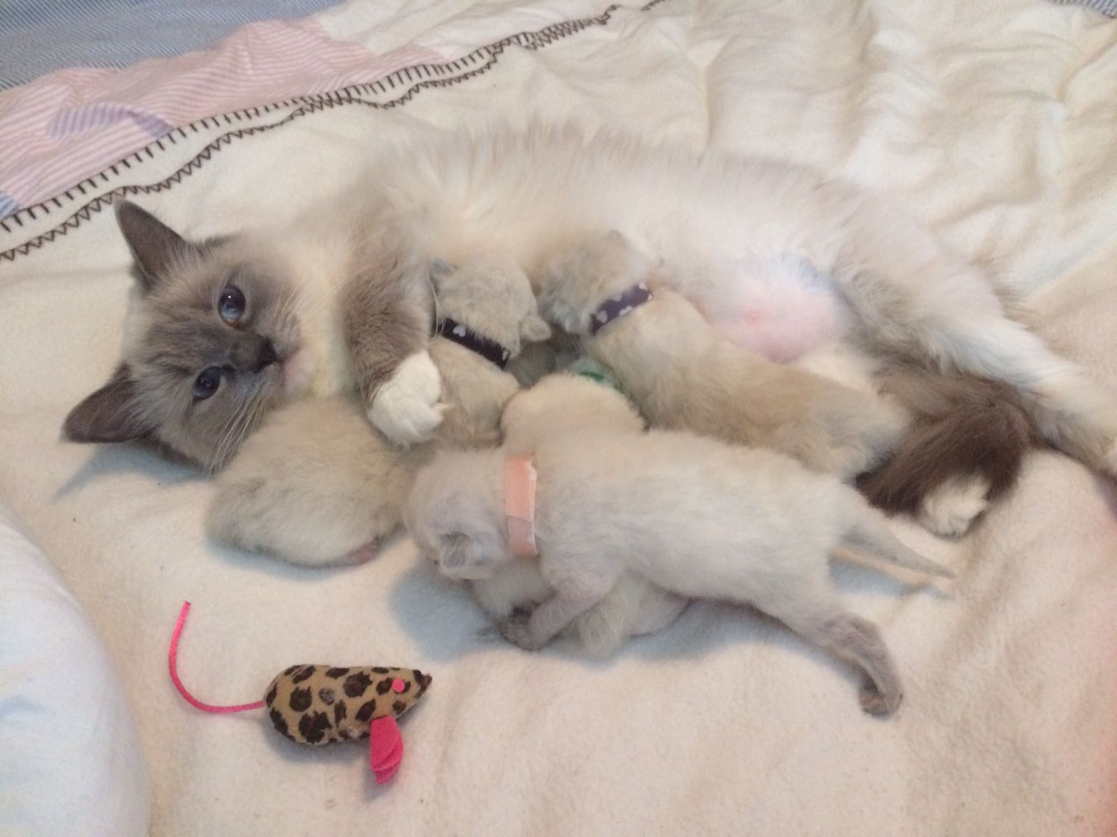 Melodrama Signaal thermometer Mamma Lux met kittens 2 weken oud - In2cats